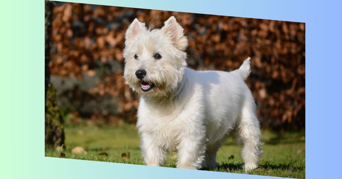 West Highland White Terrier