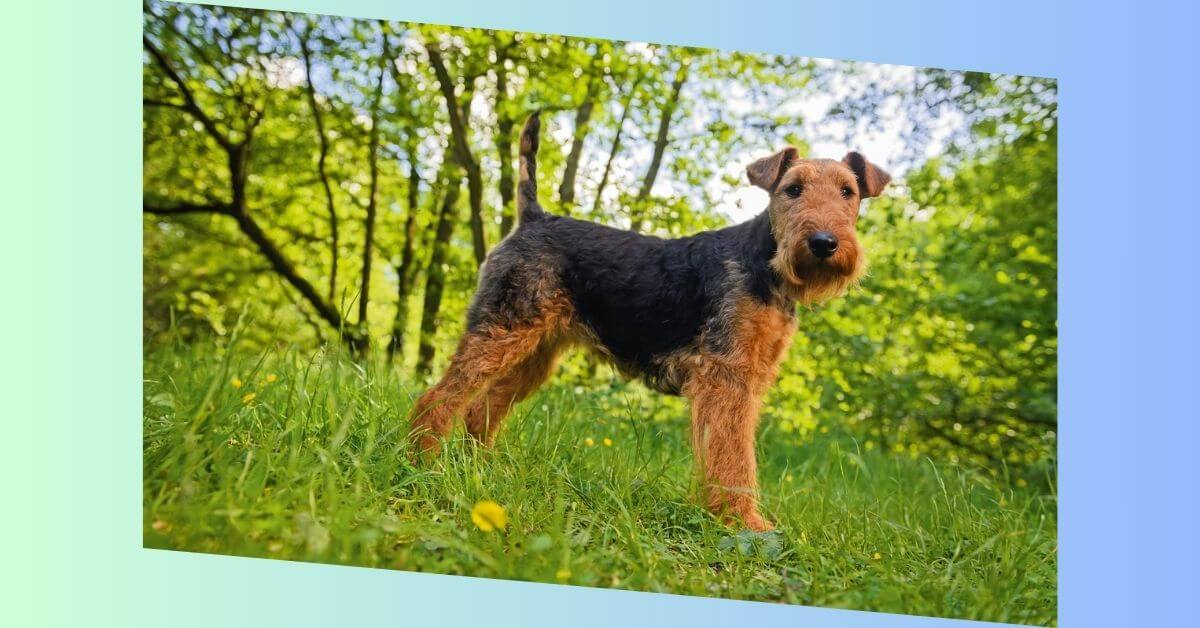 Welsh Terrier