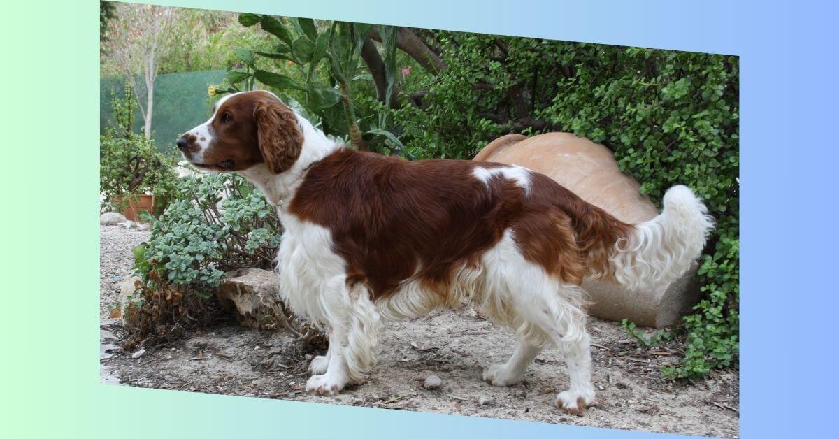 Welsh Springer Spaniel