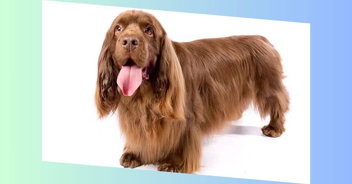 Sussex Spaniel