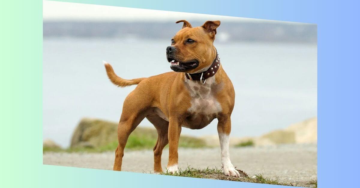 Staffordshire Bull Terrier