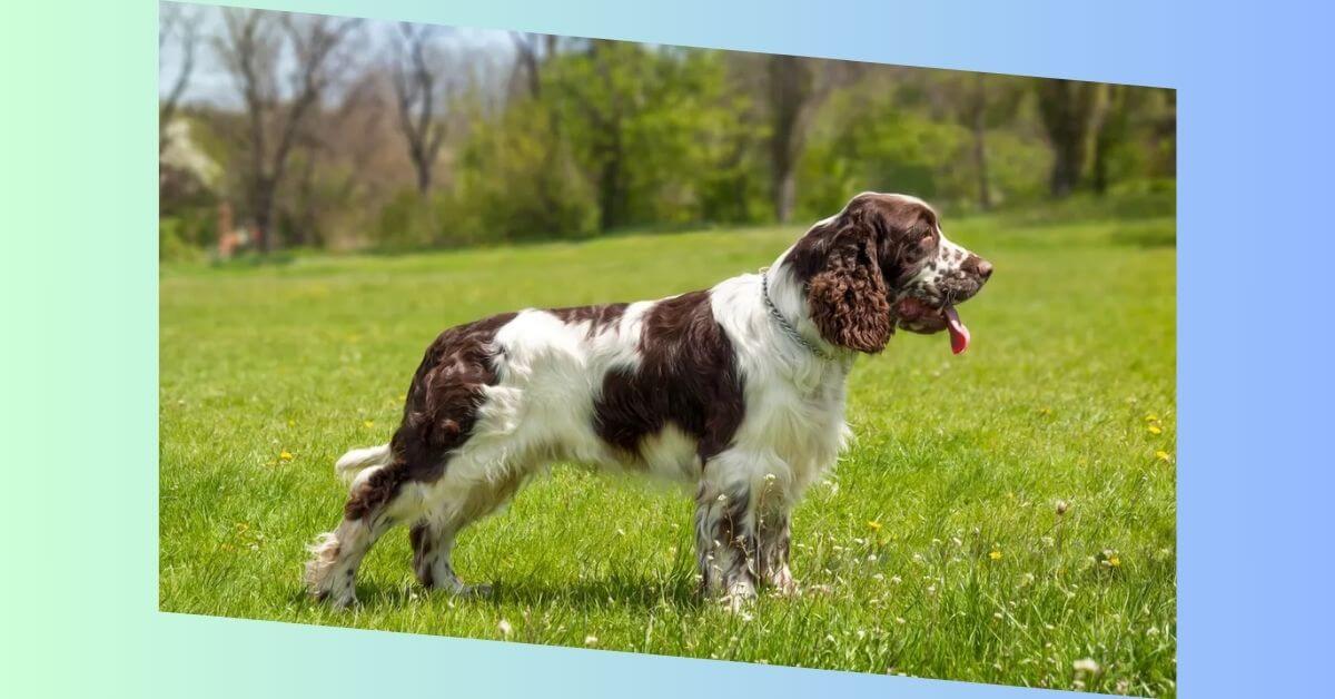 Englischer Springer Spaniel