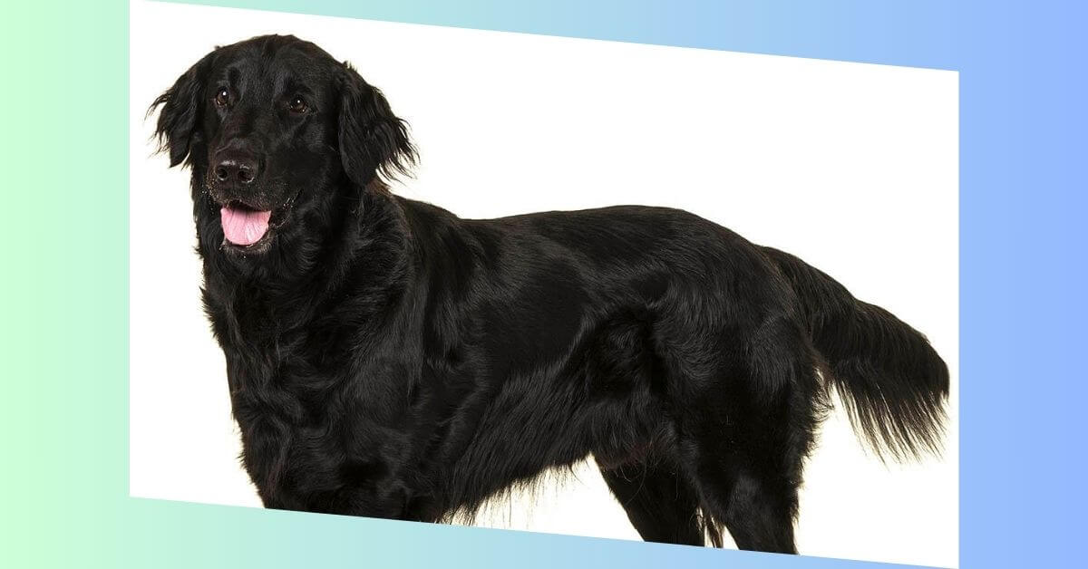 Flat Coated Retriever