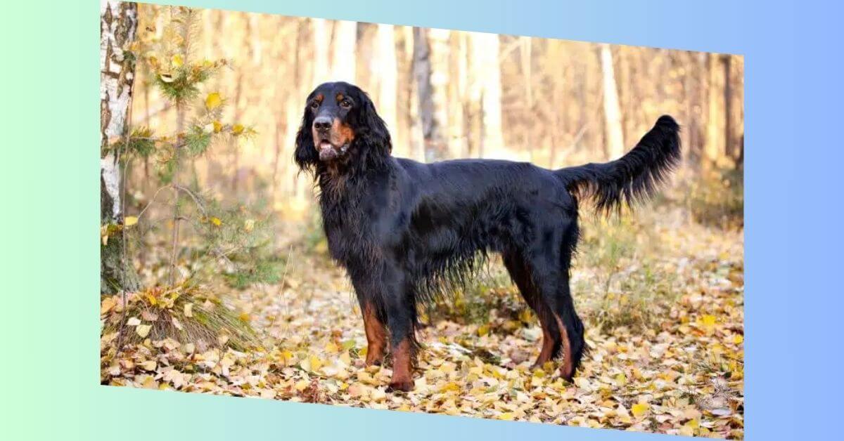 Gordon Setter