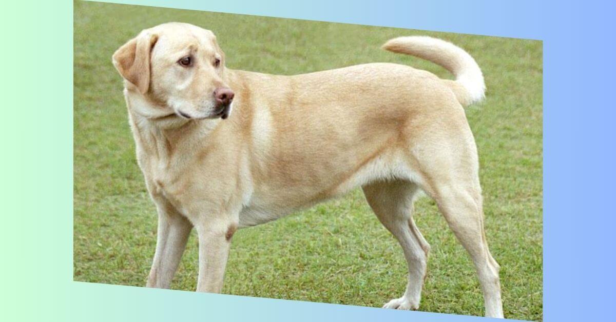 Labrador Retriever Hund