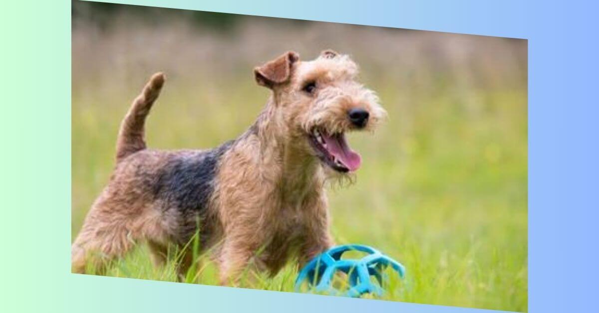 Lakeland Terrier Hund