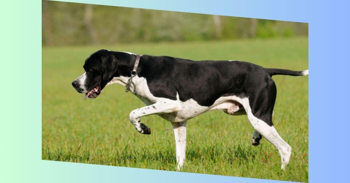 English Pointer