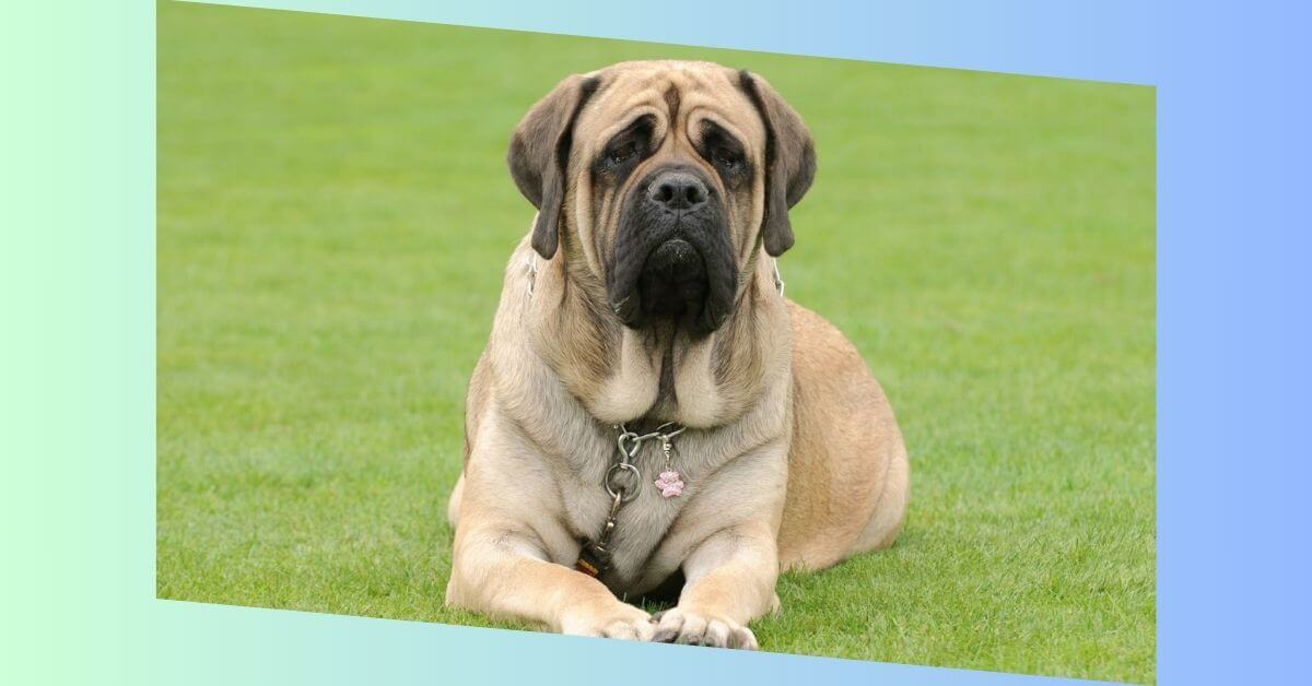 Englischer Mastiff