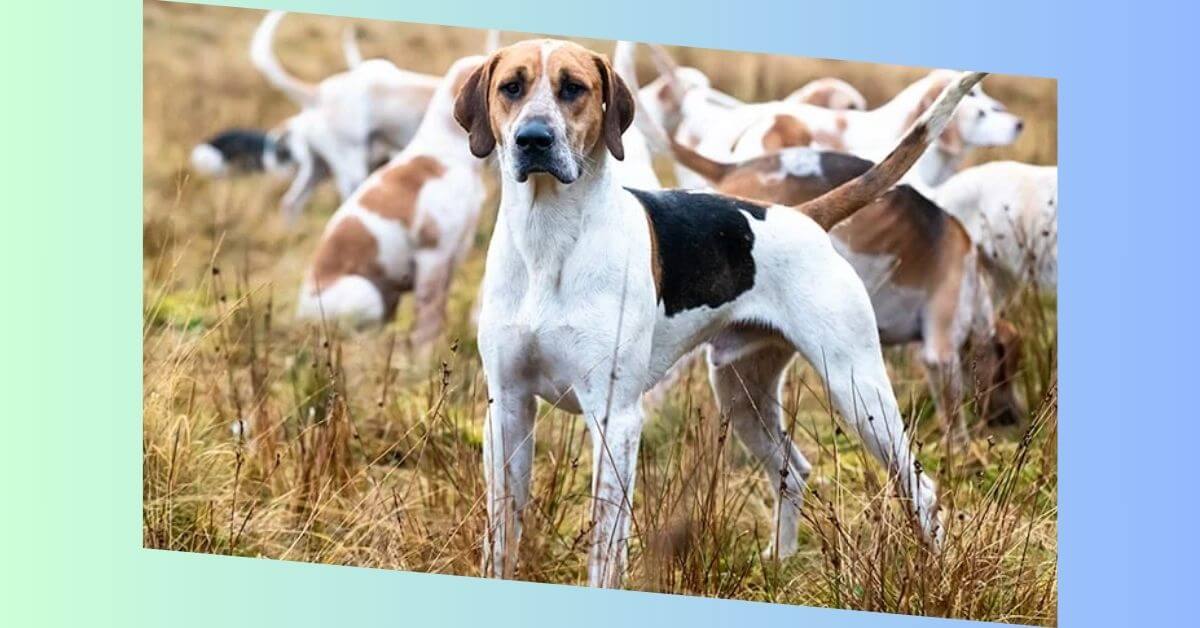 English Foxhound