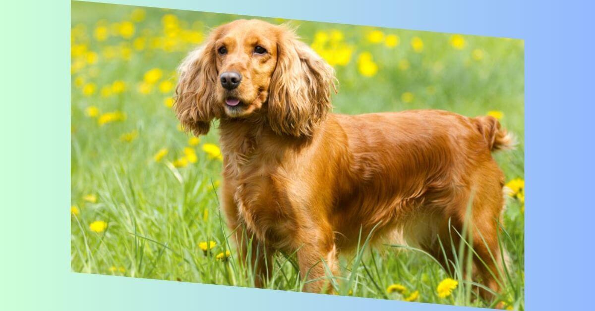 Englischer Cocker Spaniel