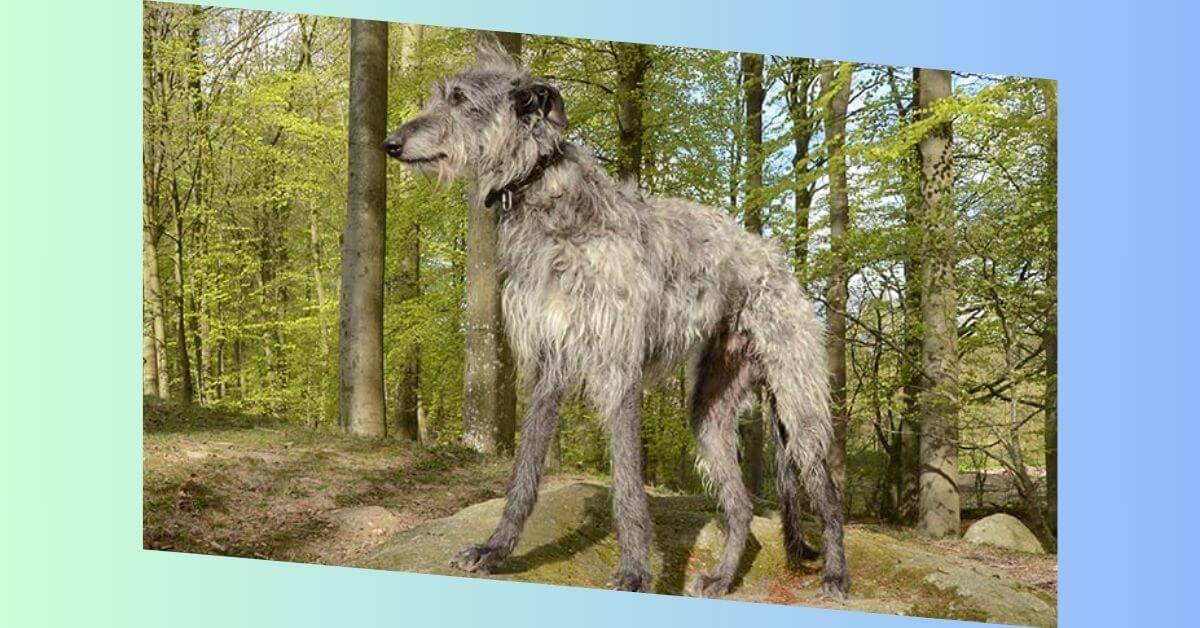 Scottish Deerhound