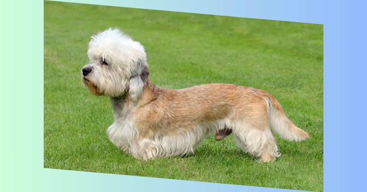 Dandie Dinmont Terrier