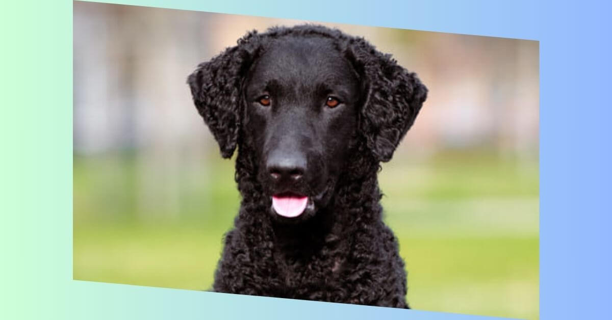 Curly Coated Retriever