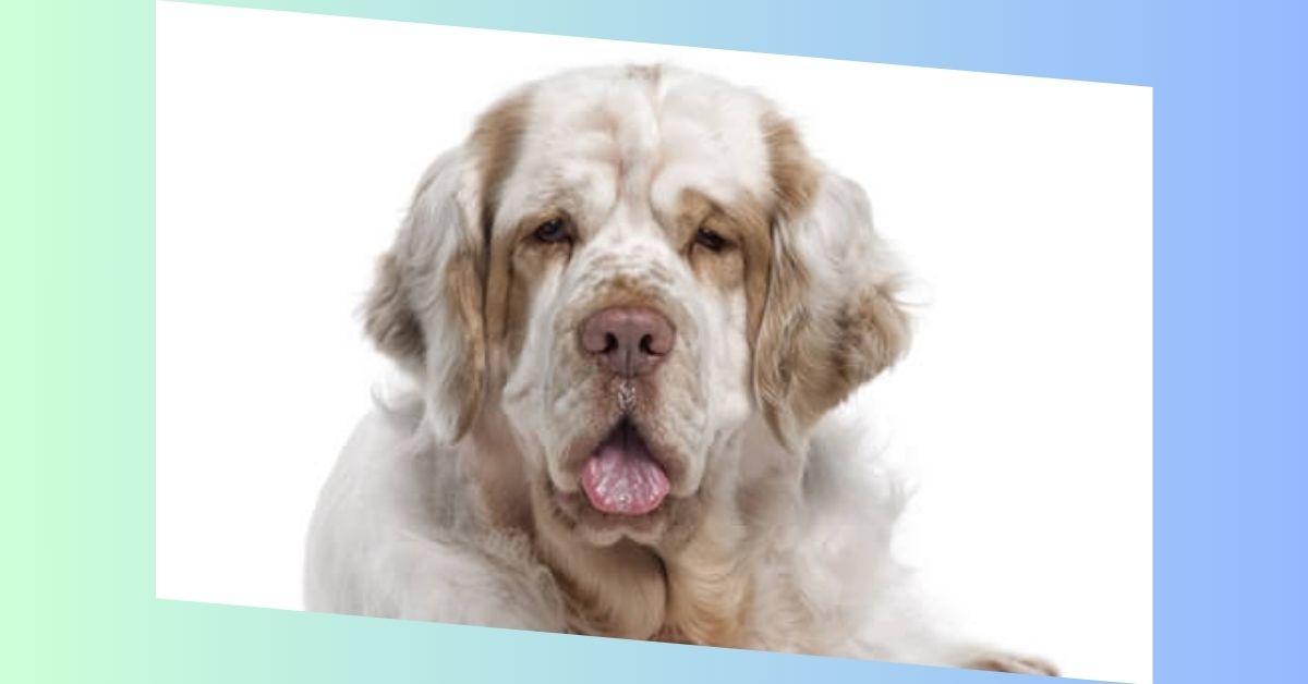 Clumber Spaniel Hund