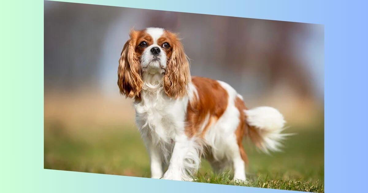 Cavalier King Charles Spaniel