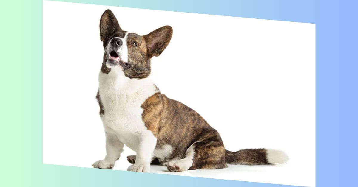 Cardigan Welsh Corgi