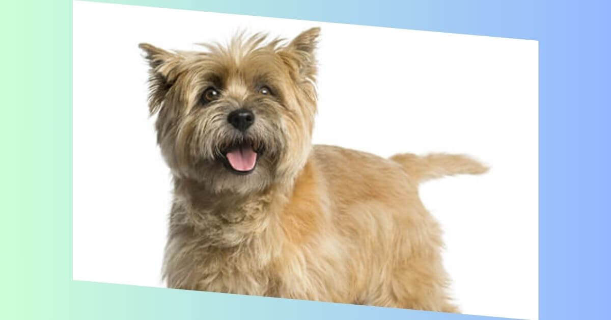 Cairn Terrier Hund