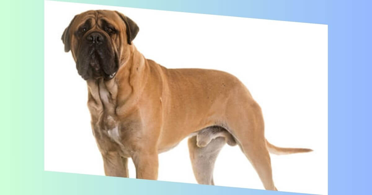 Bullmastiff Hund