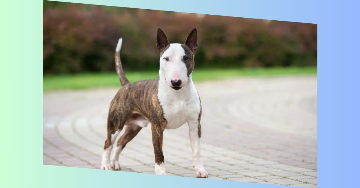 Bullterrier Hund