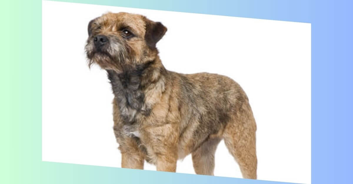 Border Terrier Hund