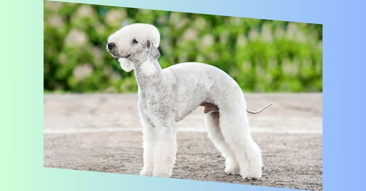 Bedlington Terrier