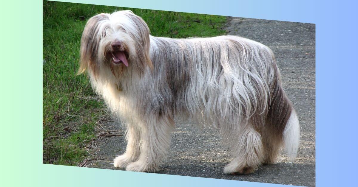 Bearded Collie Hund