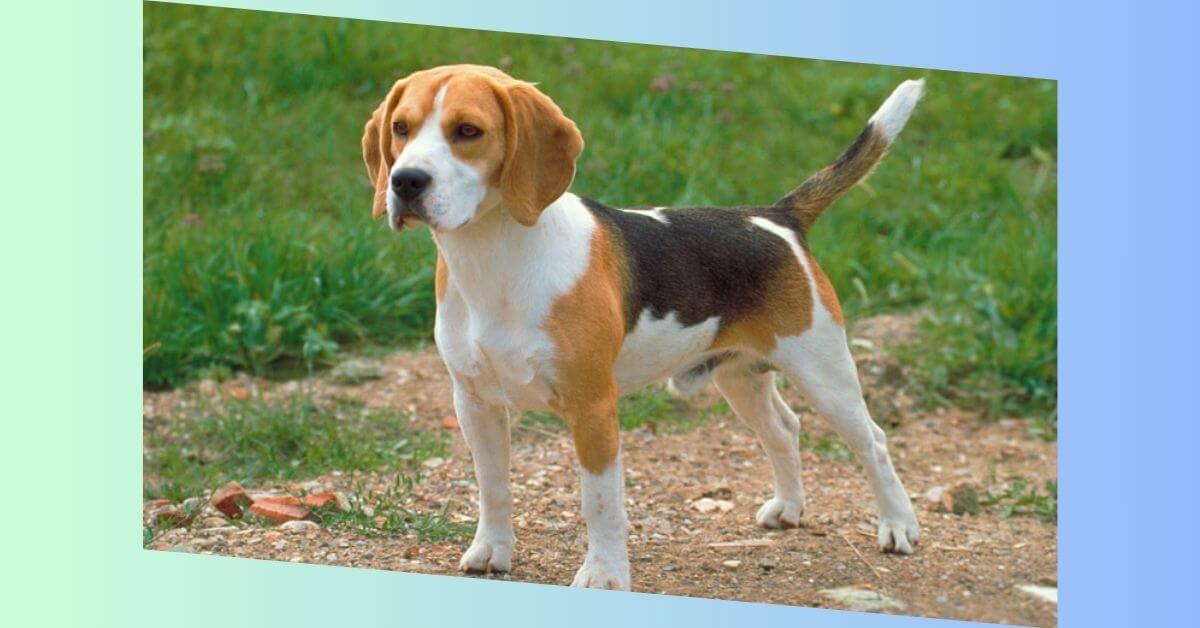 Beagle Hund