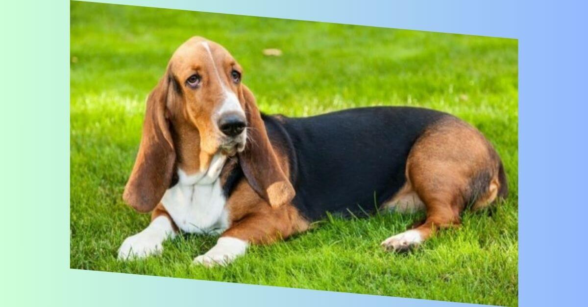 Basset Hound