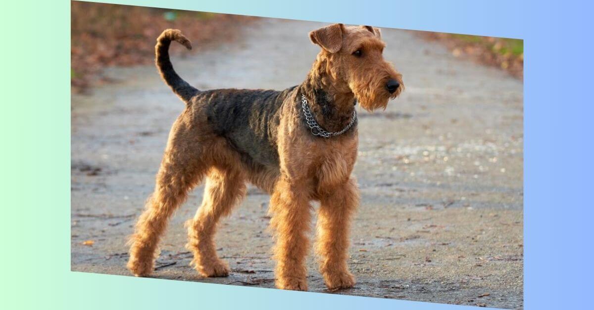 Airedale Terrier Hund