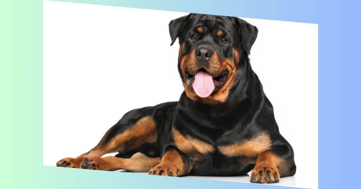 Rottweiler Hund