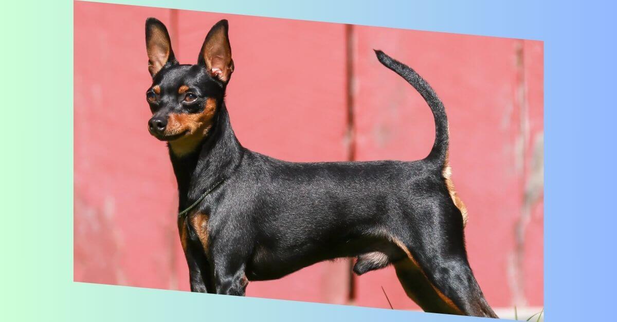 Zwergpinscher