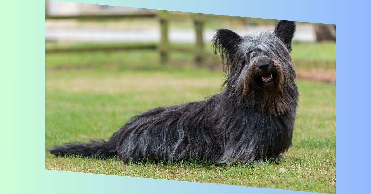 Skye Terrier