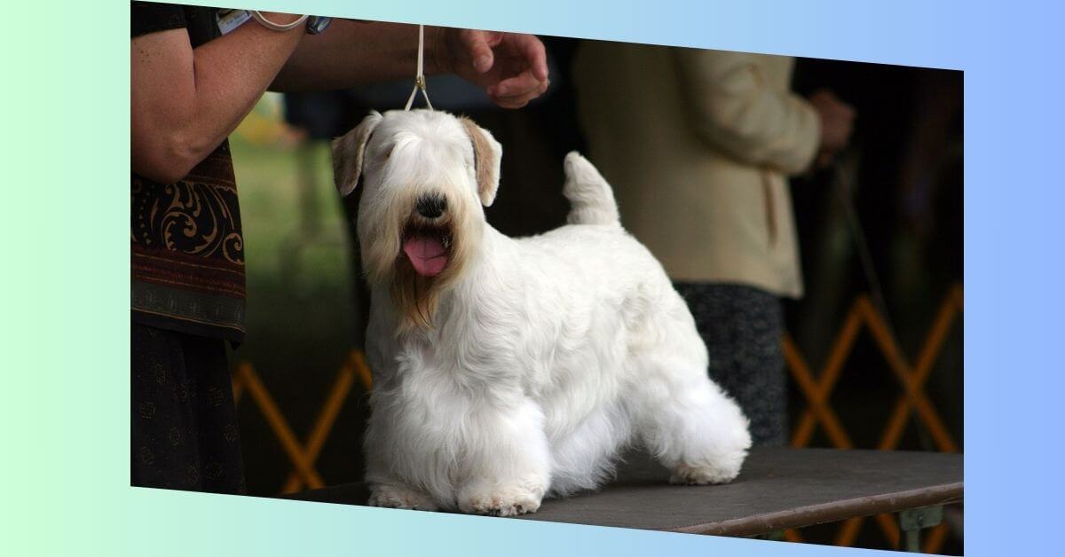 Sealyham Terrier