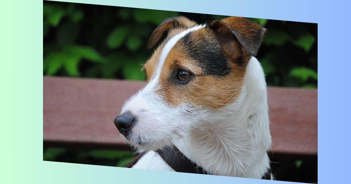 Parson Russell Terrier