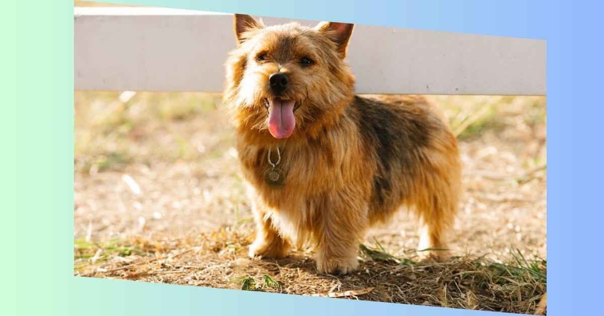 Norwich Terrier