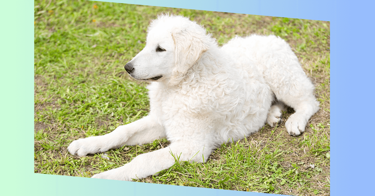 Kuvasz Hund