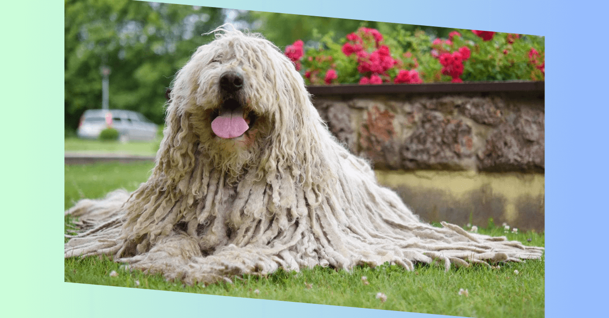 Komondor Hund