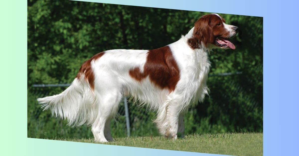 Irish Red and White Setter