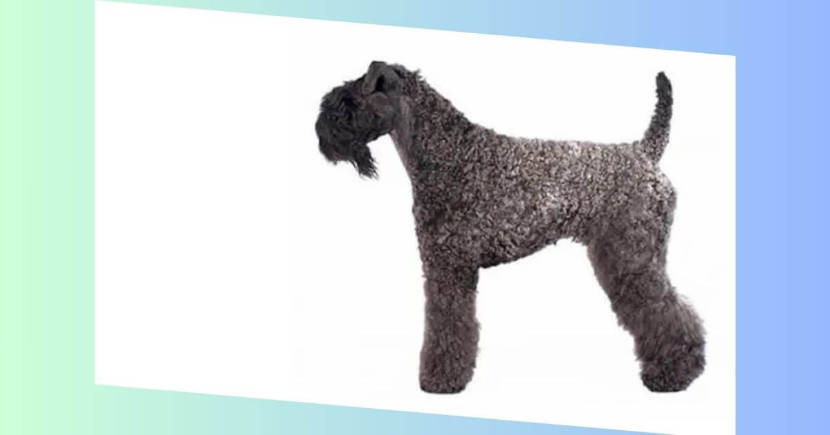 Kerry Blue Terrier Bild