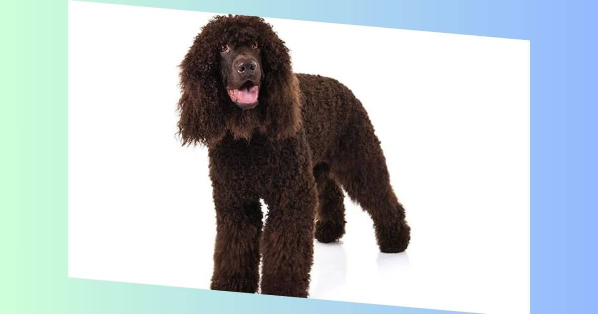 Irish Water Spaniel Bild