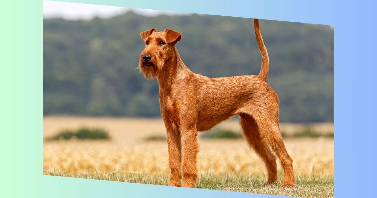 Irish Terrier Bild