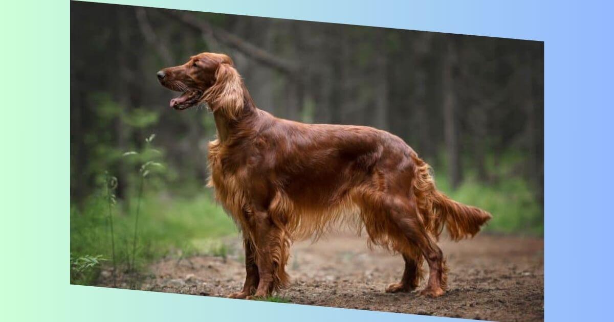 Irish Setter Hund Bild