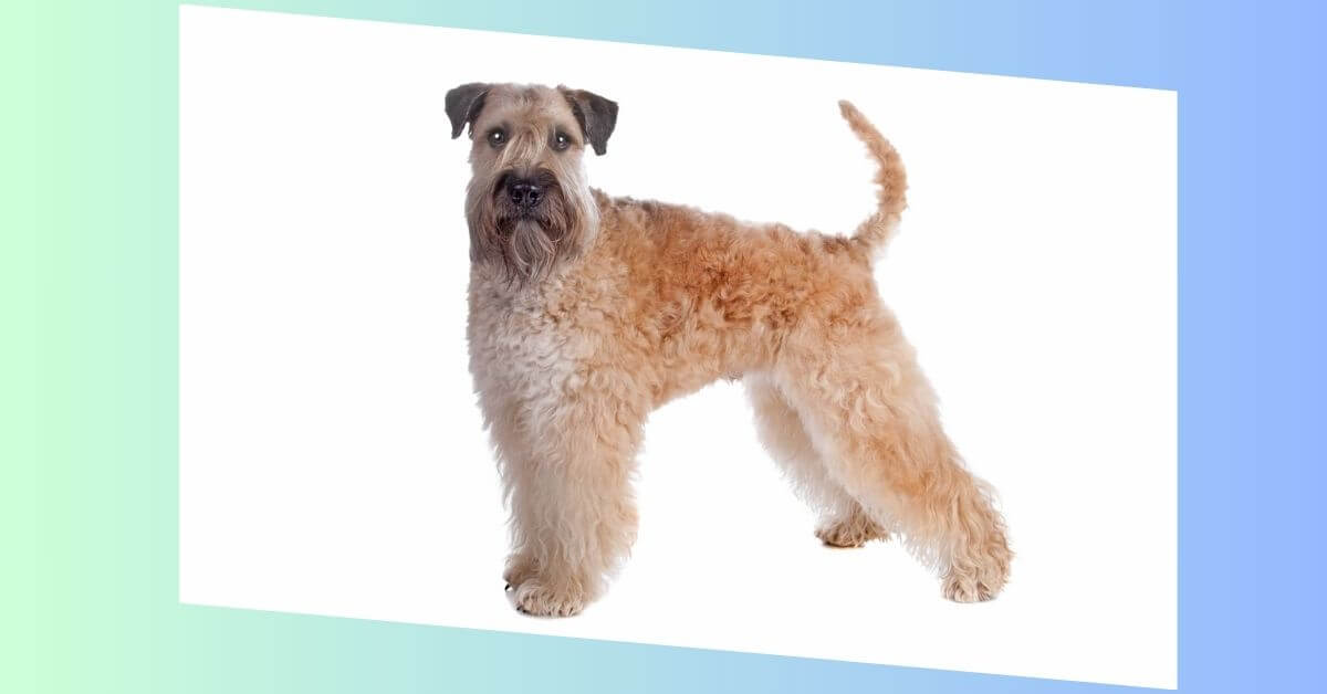 Irish Soft Coated Wheaten Terrier