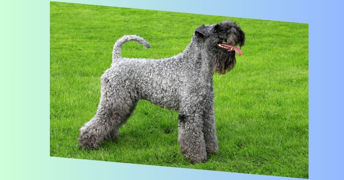 Kerry Blue Terrier Hund