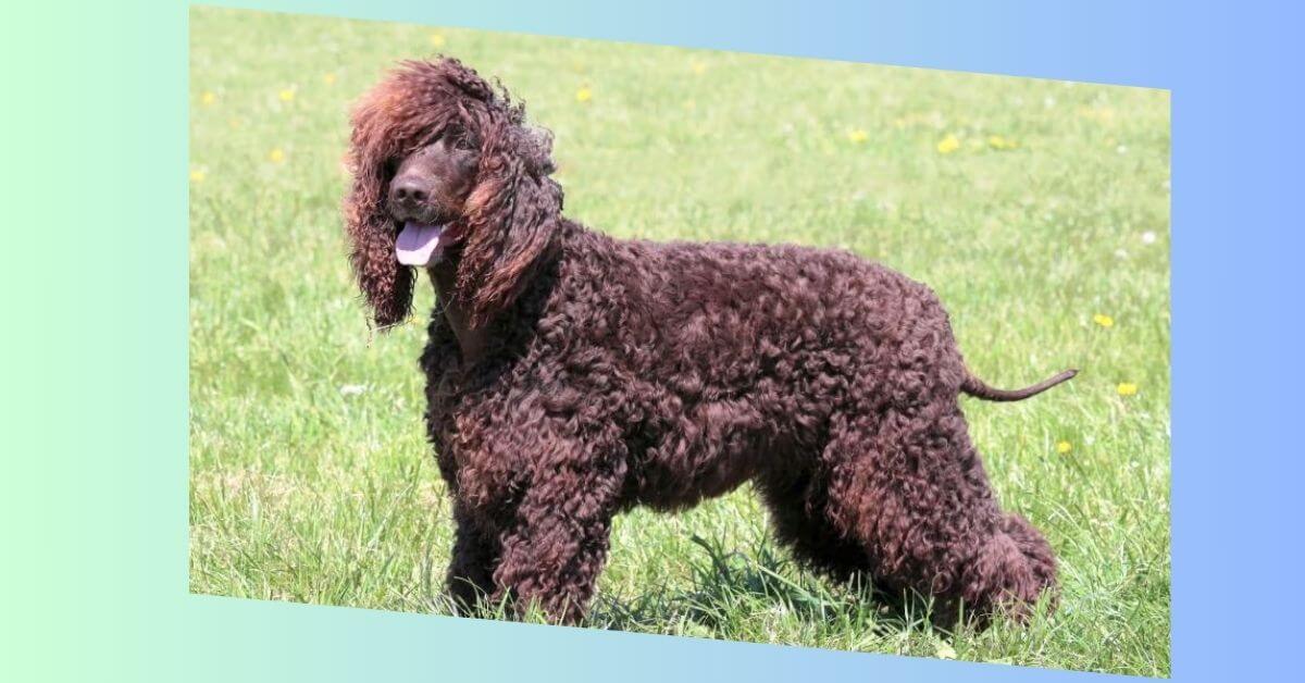 Irish Water Spaniel