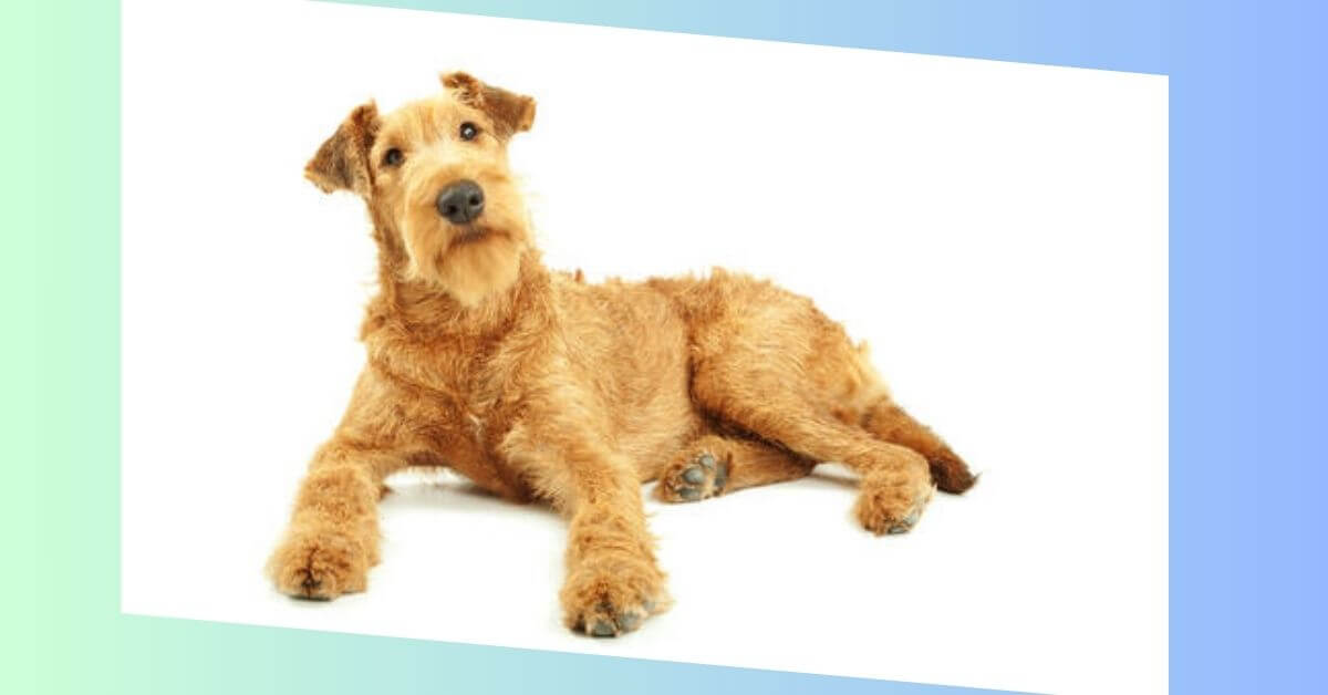 Irish Terrier Hund