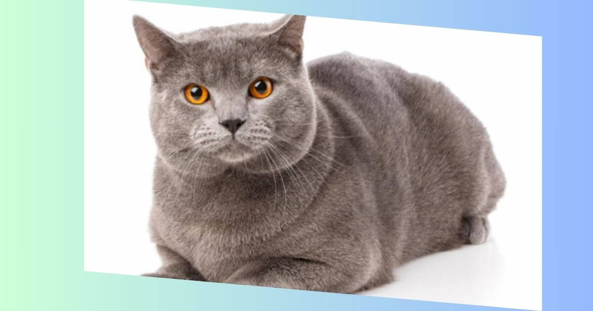 Chartreux katze