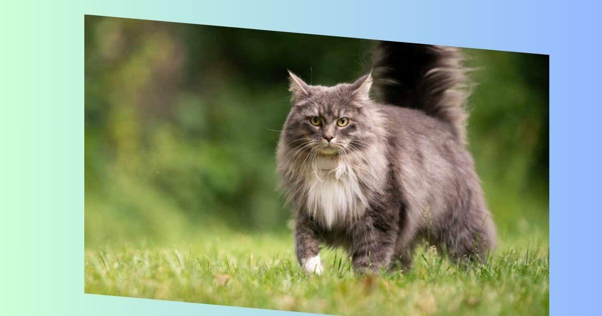 Maine Coon Katze