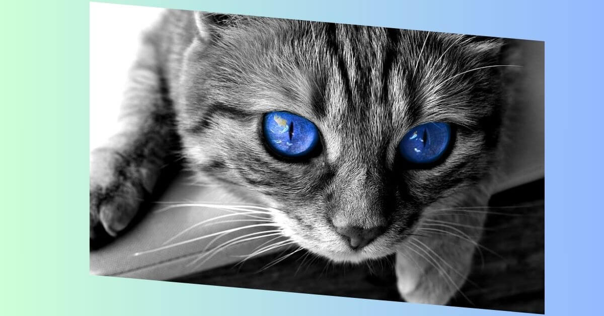 graue katze mit blauen augen