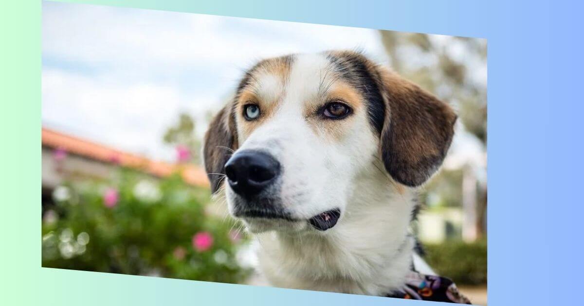 Australian Shepherd Beagle Mischling